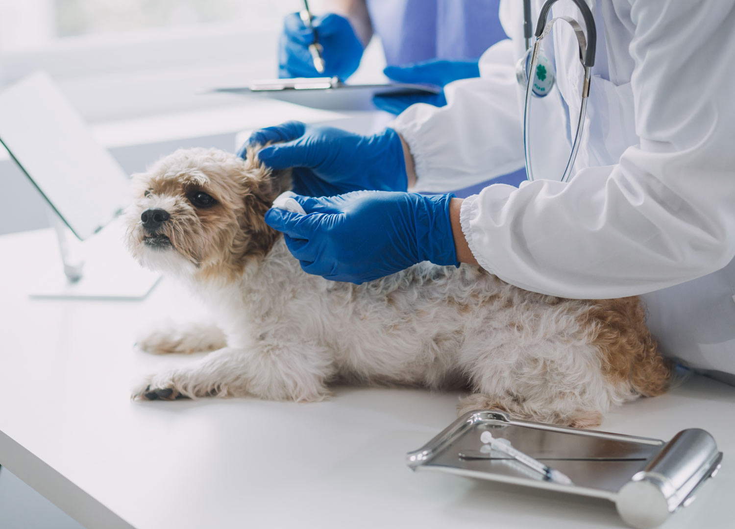 Pets-and-Pet-Care